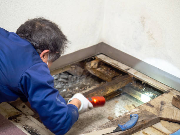 Best Health and Safety Mold Remediation in Glen Rose, TX
