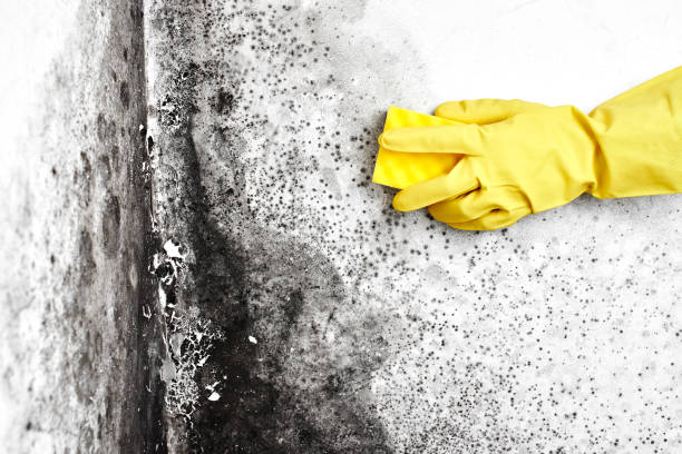 Best Attic Mold Remediation in Glen Rose, TX