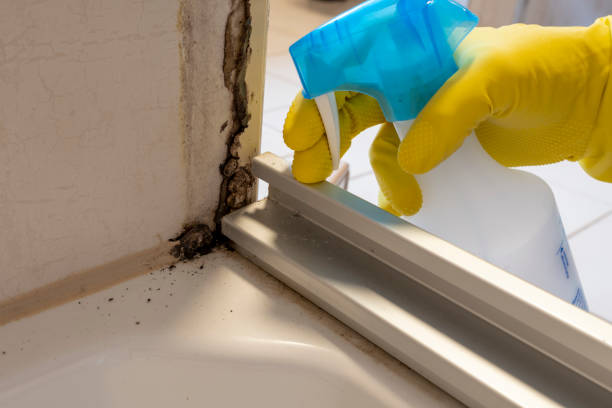 Best Kitchen Mold Remediation in Glen Rose, TX
