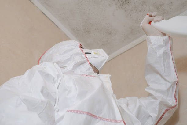 Best Health and Safety Mold Remediation in Glen Rose, TX