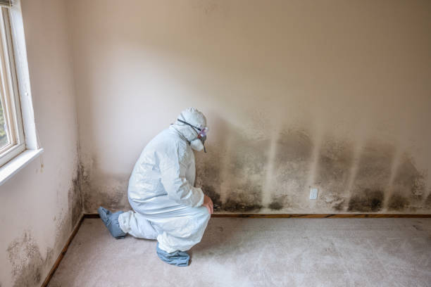 Best Mold Testing and Inspection Services in Glen Rose, TX