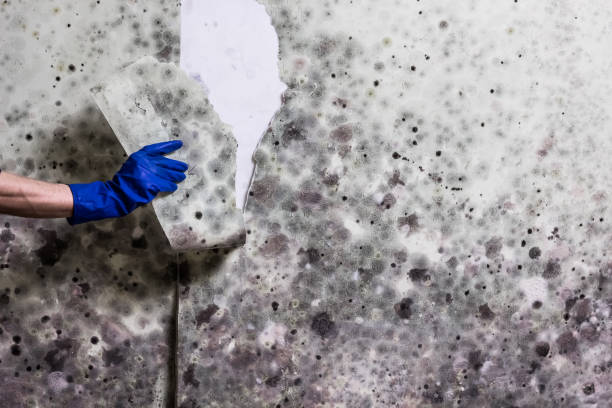 Professional Mold Remediation in Glen Rose, TX